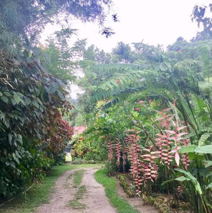 Thousand Hills Ketambe ,Room And Treking Lhokuenam Exterior photo